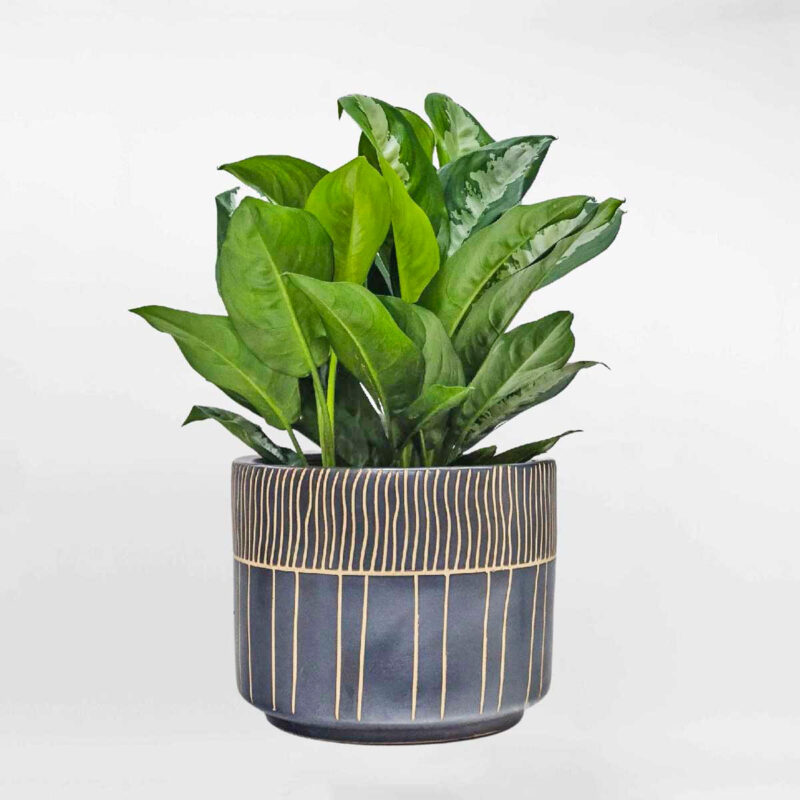 168 cay ngan hau chau men su