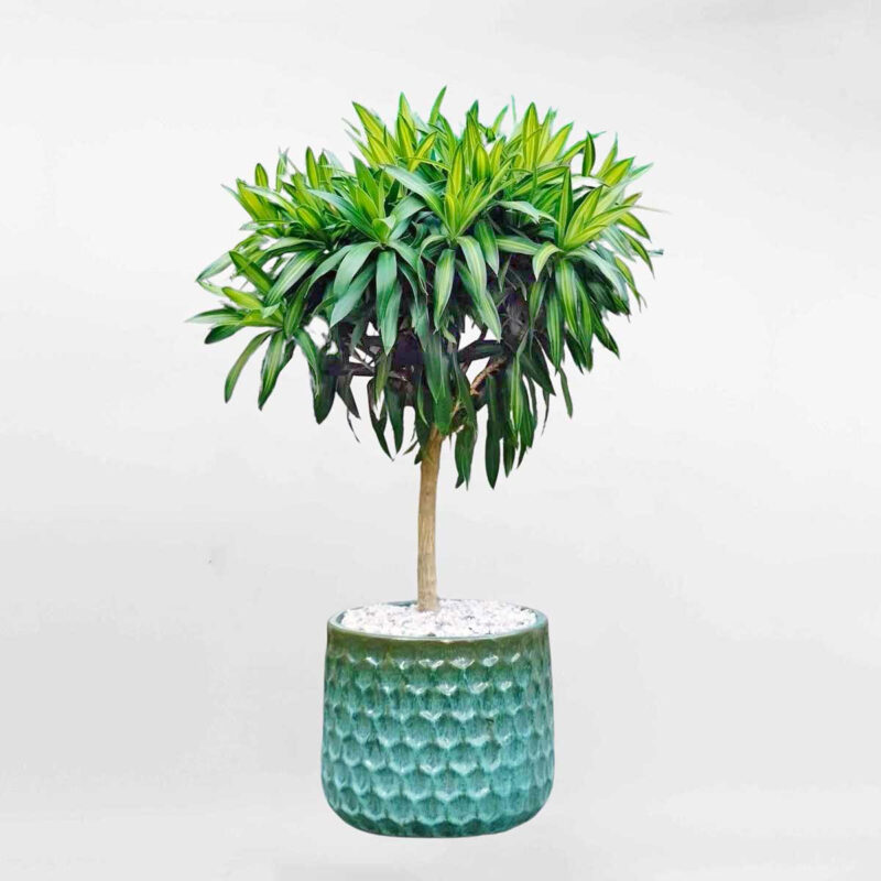 179 cay truc bach hop chau su