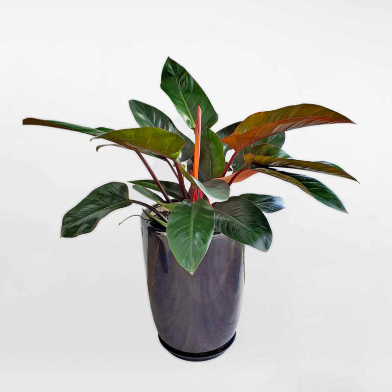 19 cay trau ba de vuong