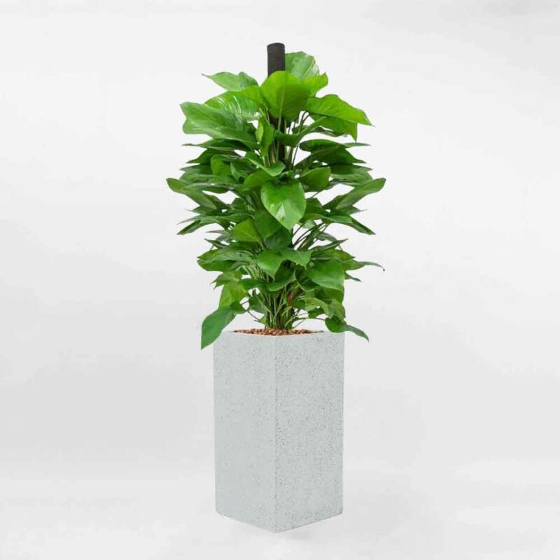 193611901 4145327615562146 8044922904673839826 n transformed – Da sua