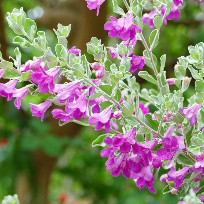 28273249659 50229a9097 h