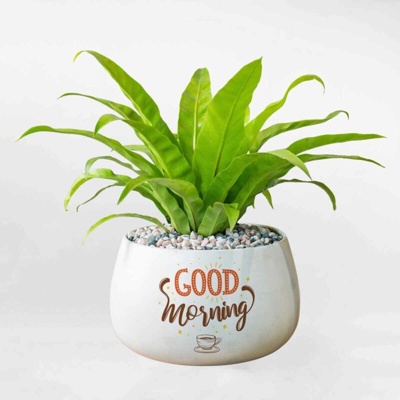 295490533 373936748213805 4390542053963368968 n – Da sua