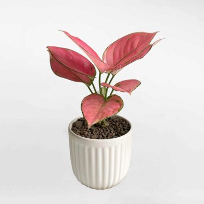 39 cay van loc phat de ban