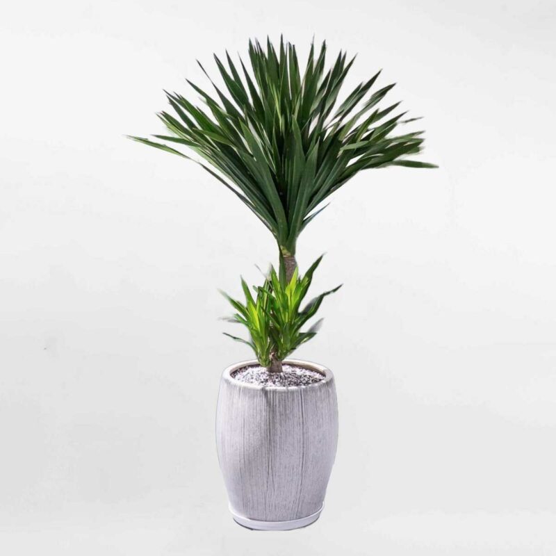 41 cay phat tai nui chau xi mang da mai