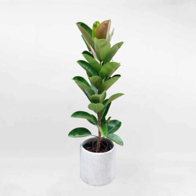 63 cay da bup de chau xi mang