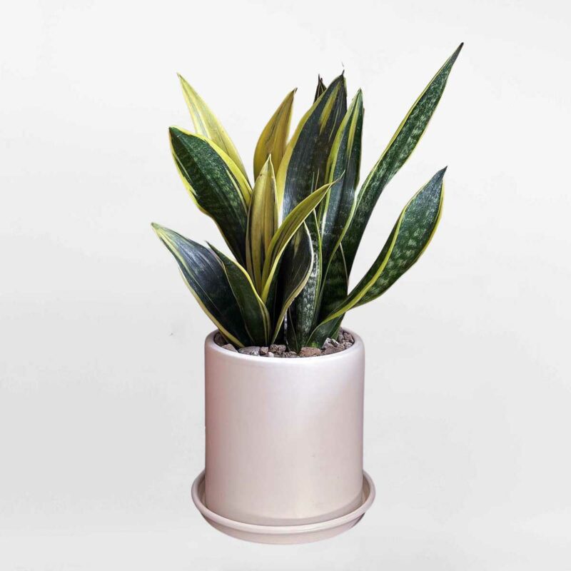 83 cay luoi ho de ban