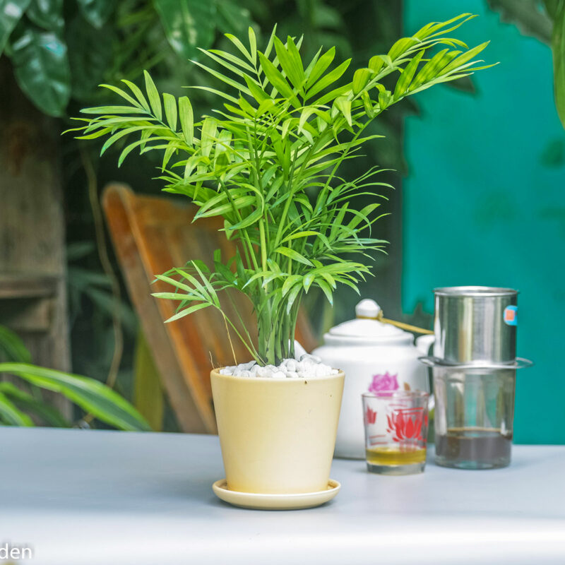 cautieutramdebanmowgarden1