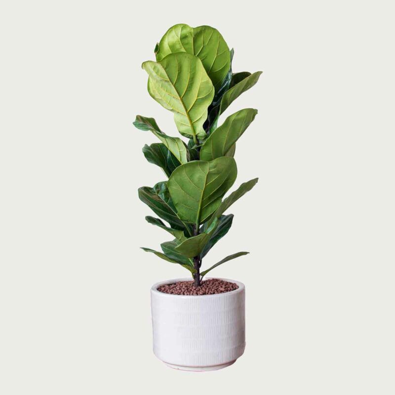 cay bang singapor chau su dep cxvp001 1