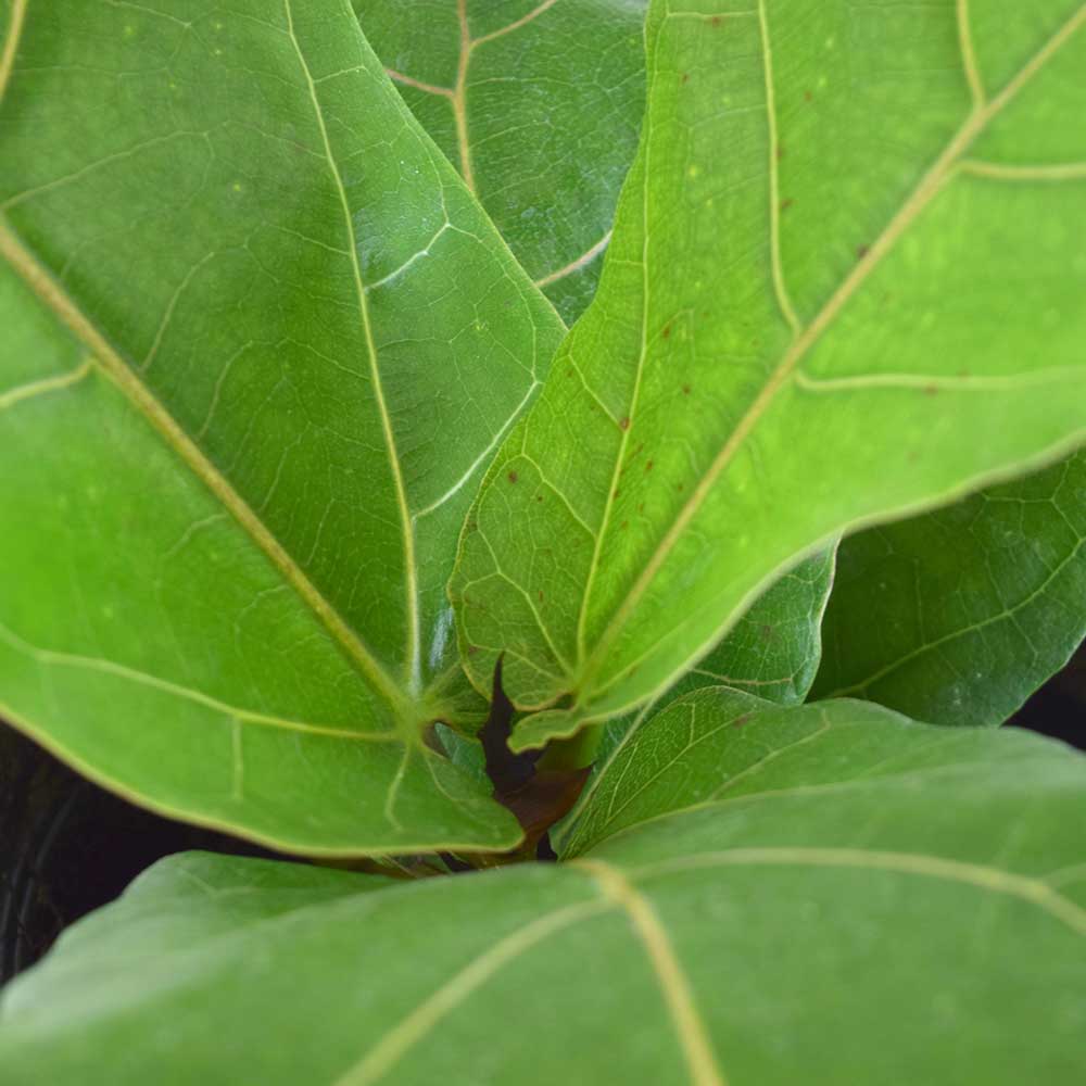 cay bang singapore mini ficus lyrata 3