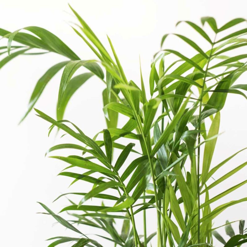 cay cau tieu tram thuy sinh 1