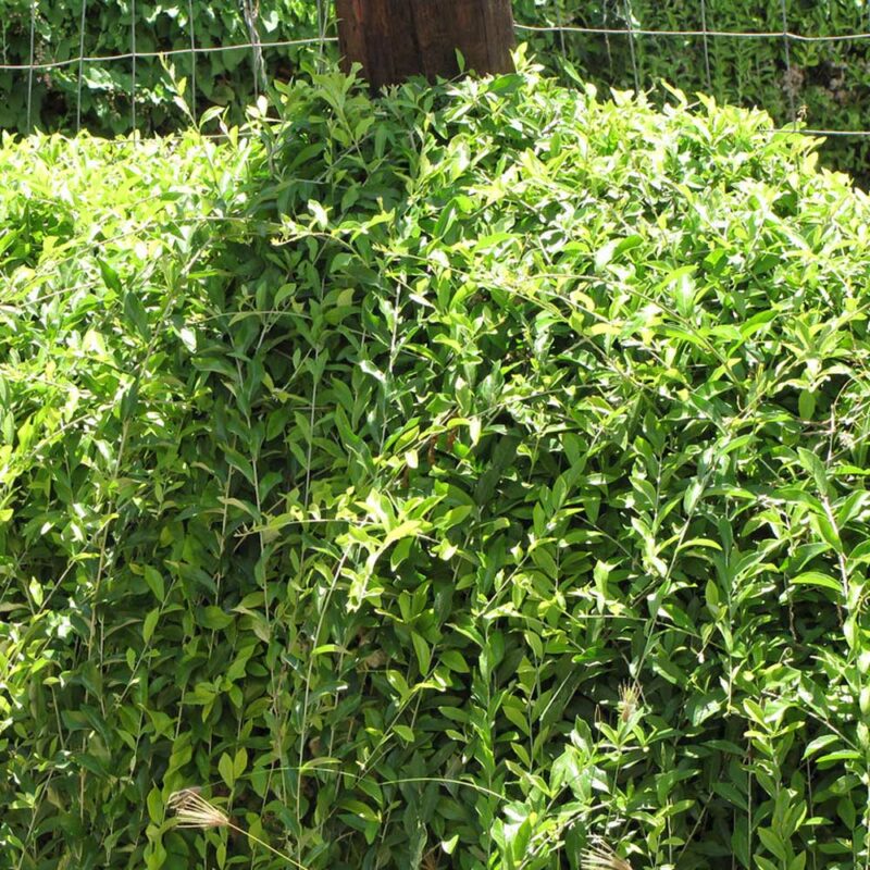 cay cuc tan an do Vernonia elliptica 6 1