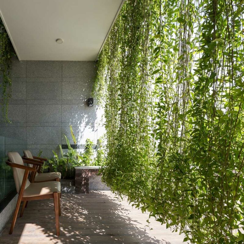 cay cuc tan an do Vernonia elliptica 8 1