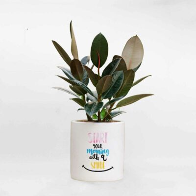 cay da bup do chau da mai trang