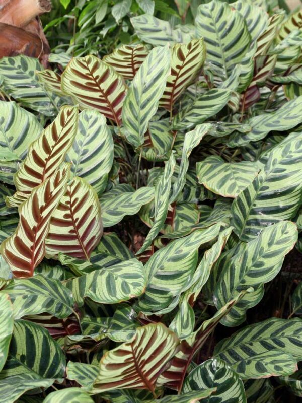 cay duoi cong Calathea Makoyana