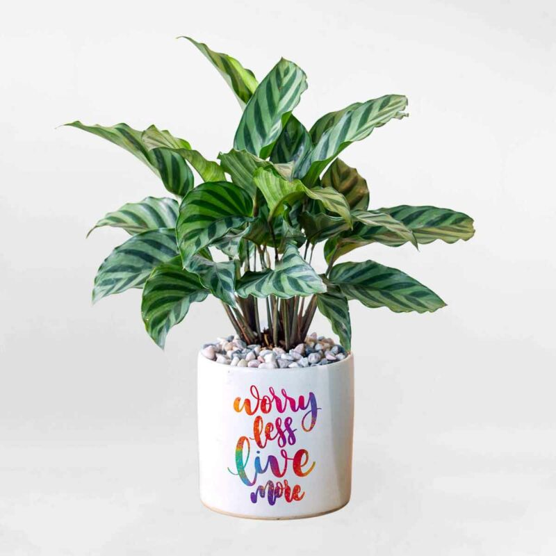 cay duoi cong de ban cala001