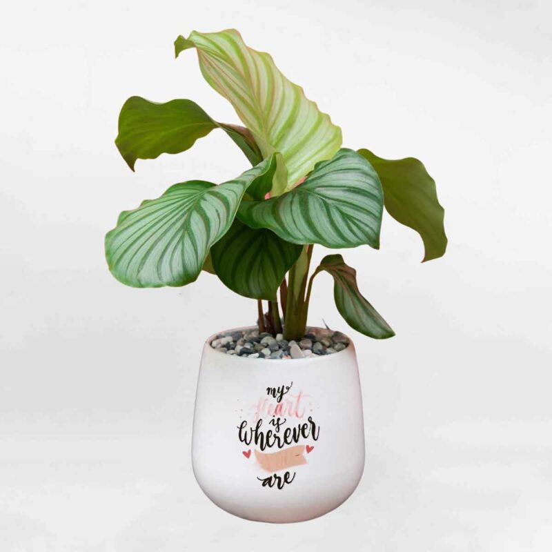 cay duoi cong tao mowgarden