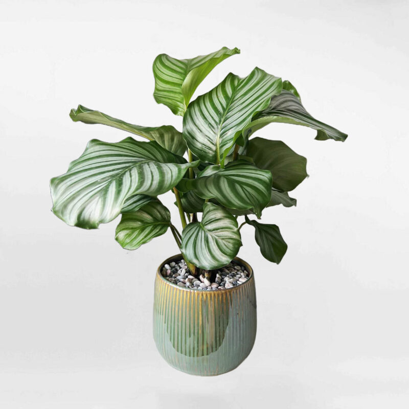 cay duoi cong tao xanh chau men su