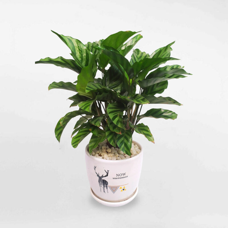 cay duoi cong xuong ca chau su