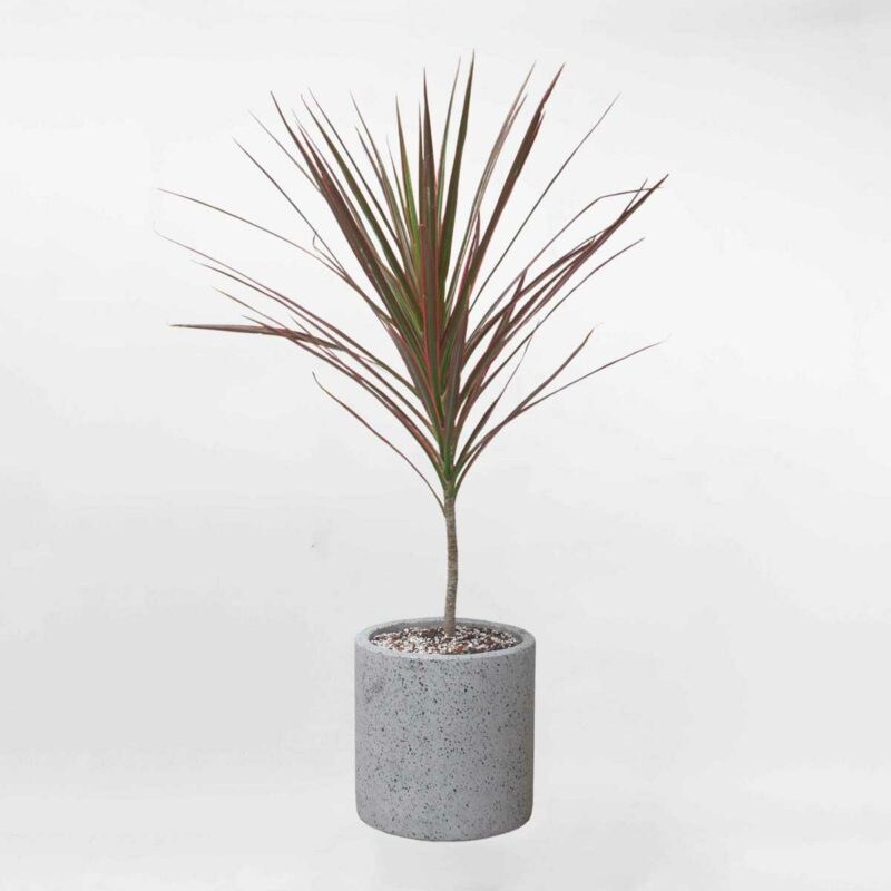 cay huyet du kiem chau xi mang