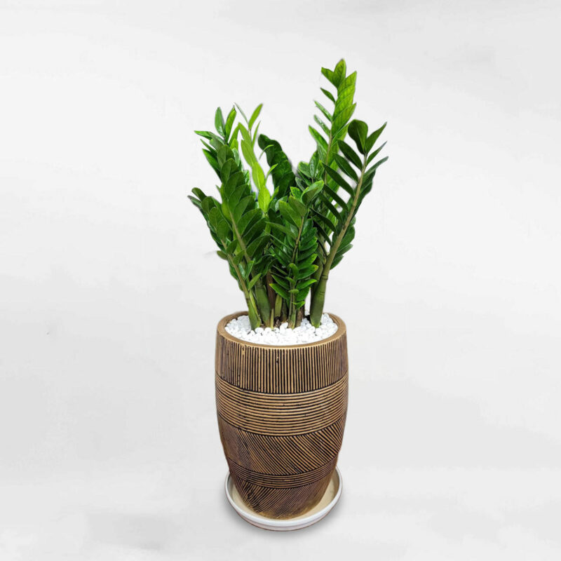 cay kim tien chau xi mang vang