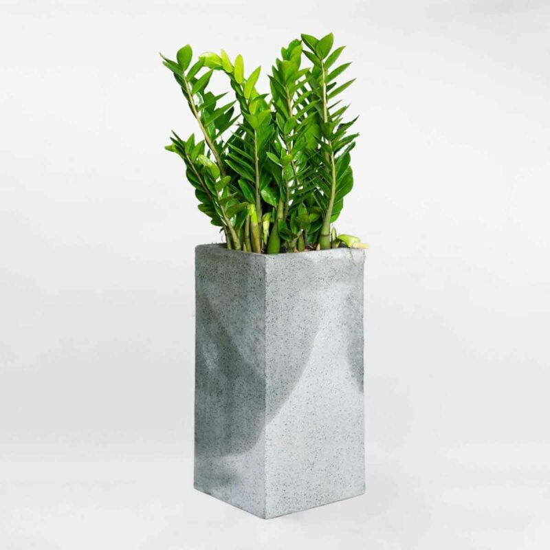 cay kim tien chau xi mang vuong cao mau xam mowgarden