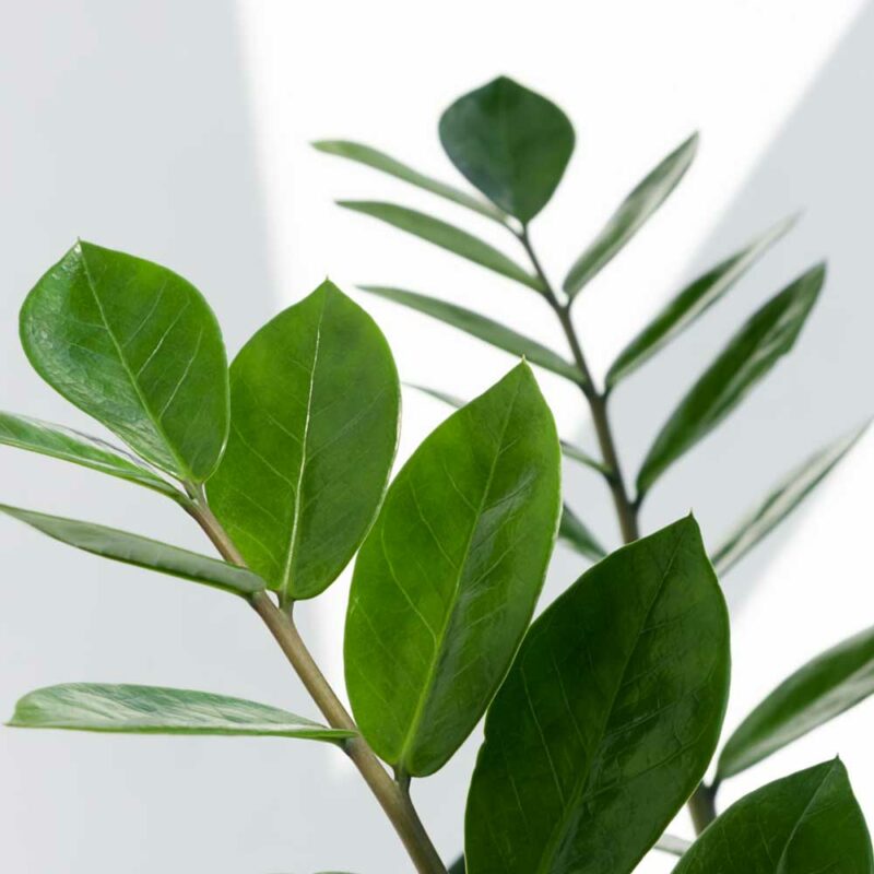 cay kim tien zz plant 4 1