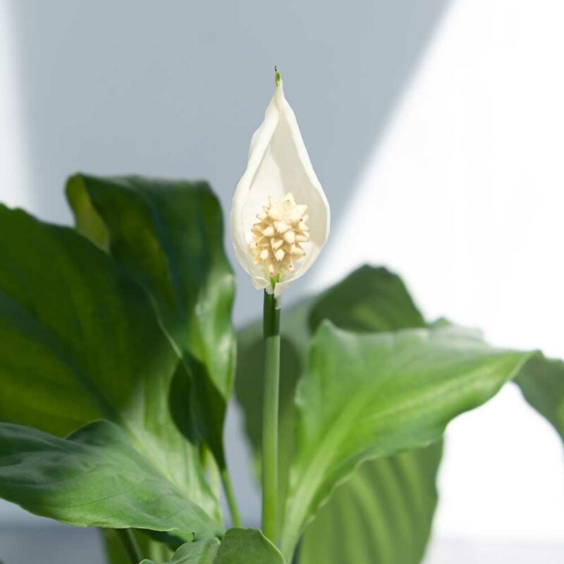 cay lan y thuy sinh 4 1