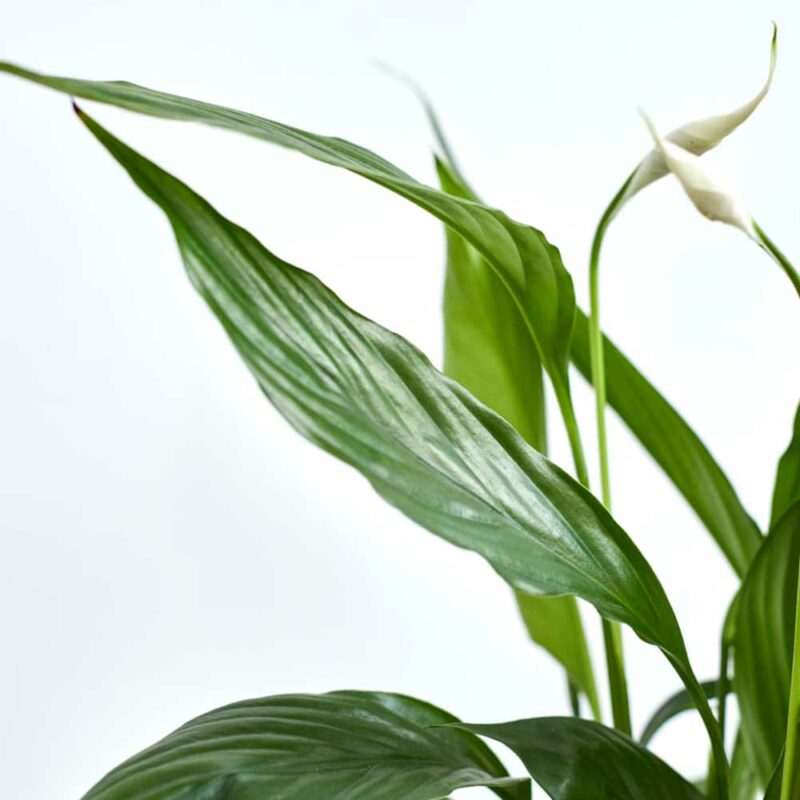 cay lan y thuy sinh 5 1