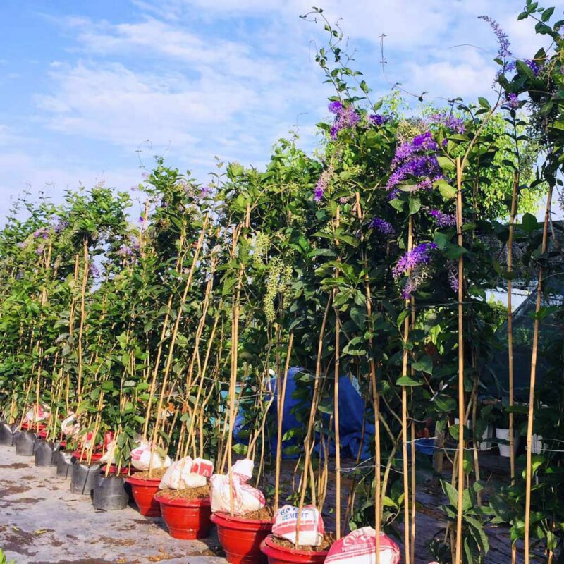 cay mai xanh thai 11