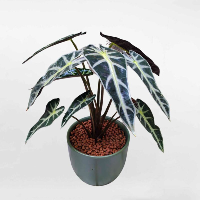 cay mon quan am de ban mowgarden