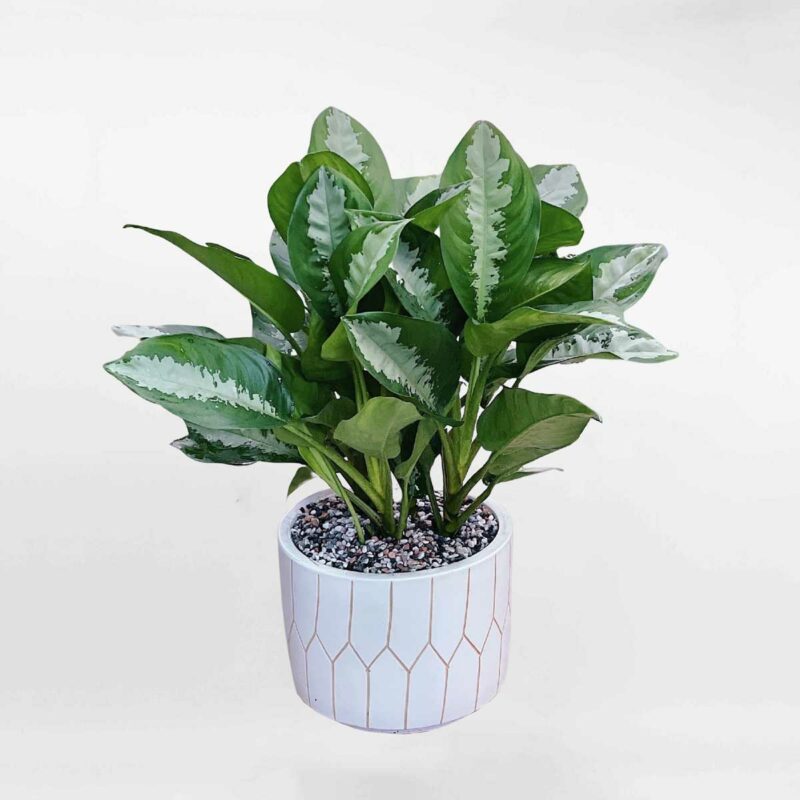 cay ngan hau de ban mowgarden