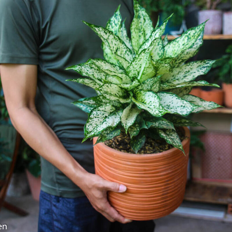 cay ngoc ngan mowgarden 1 1