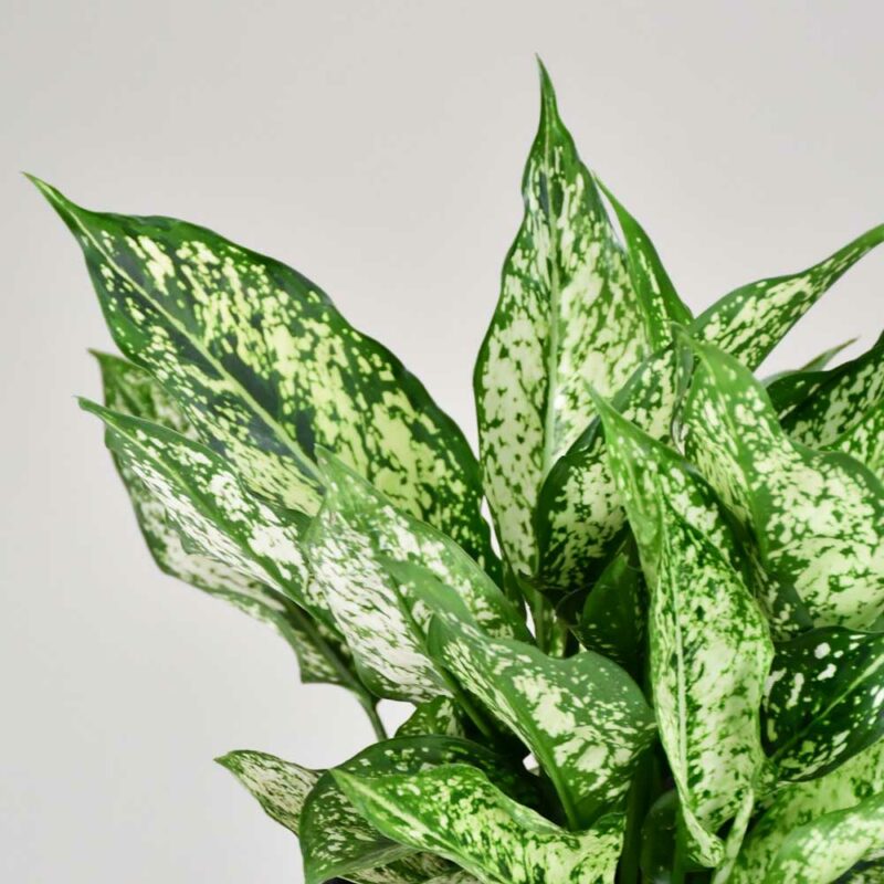 cay ngoc ngan thuy sinh 1 1