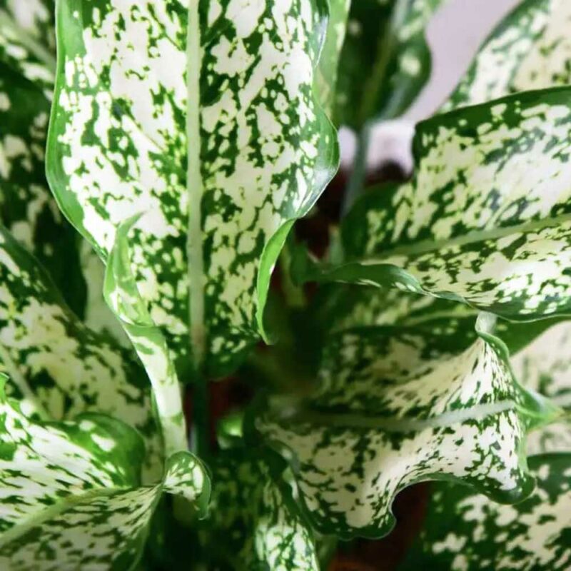 cay ngoc ngan thuy sinh 2 1