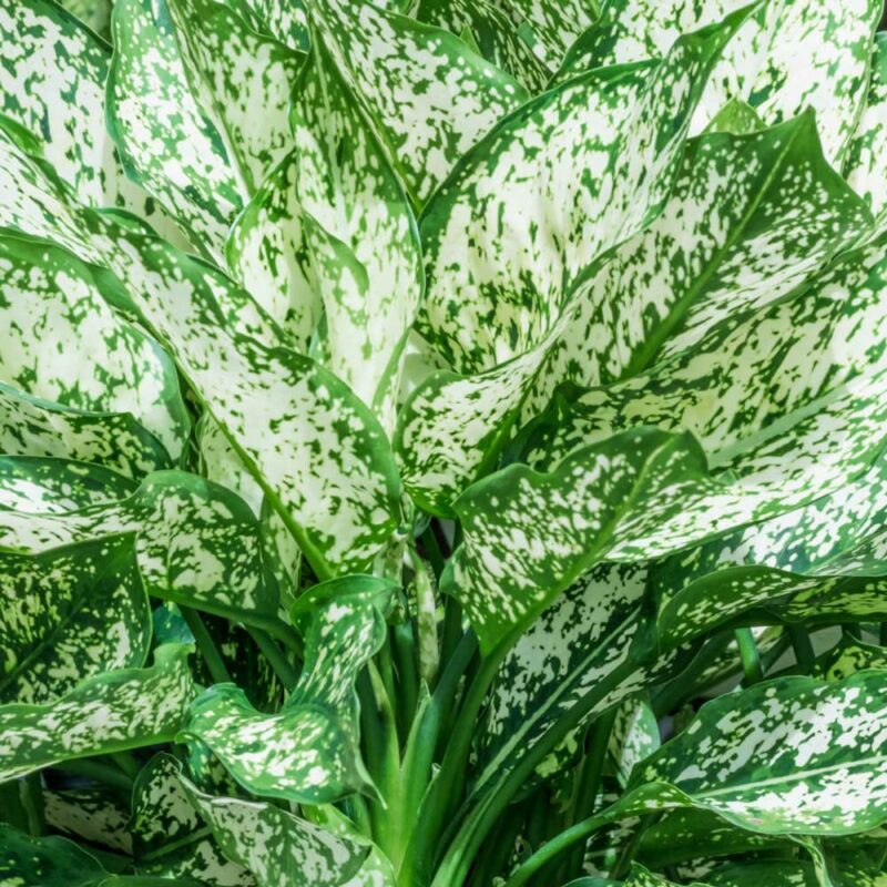 cay ngoc ngan thuy sinh 3 1