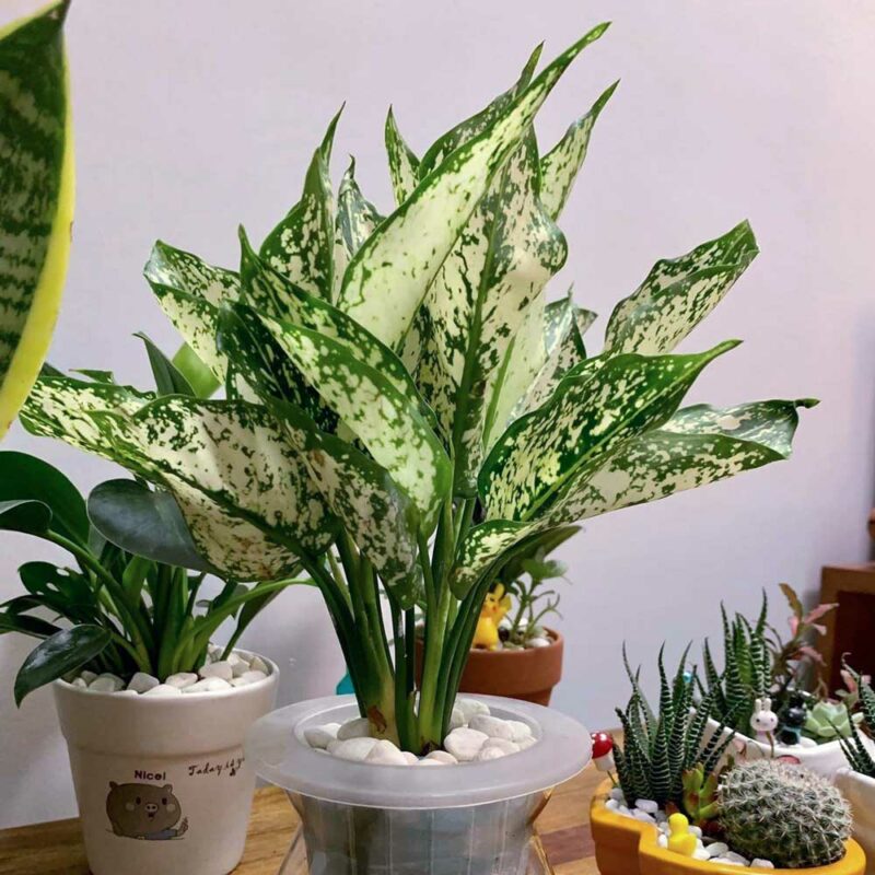 cay ngoc ngan thuy sinh 4 1