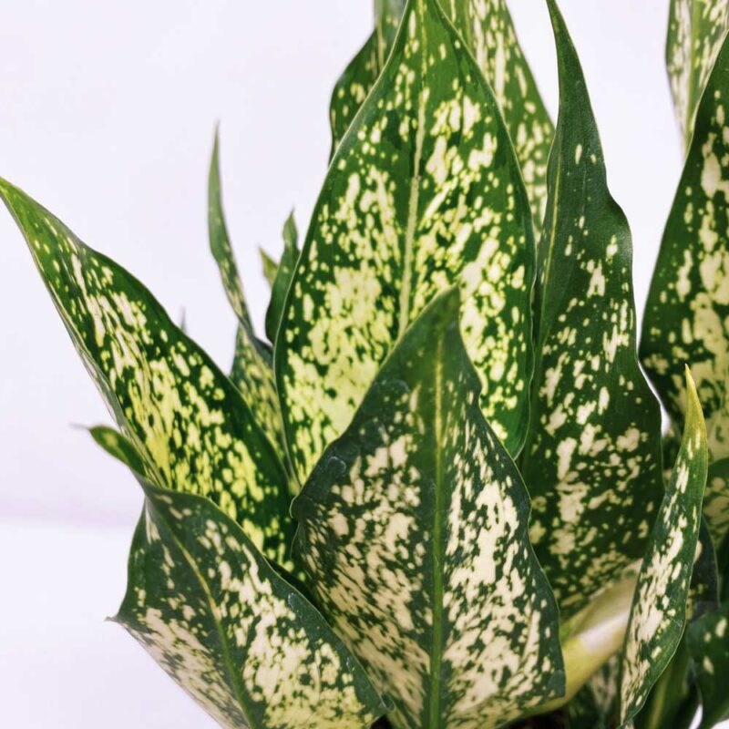 cay ngoc ngan thuy sinh 5 1