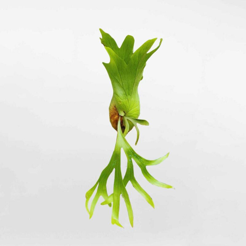 cay o rong treo tuong