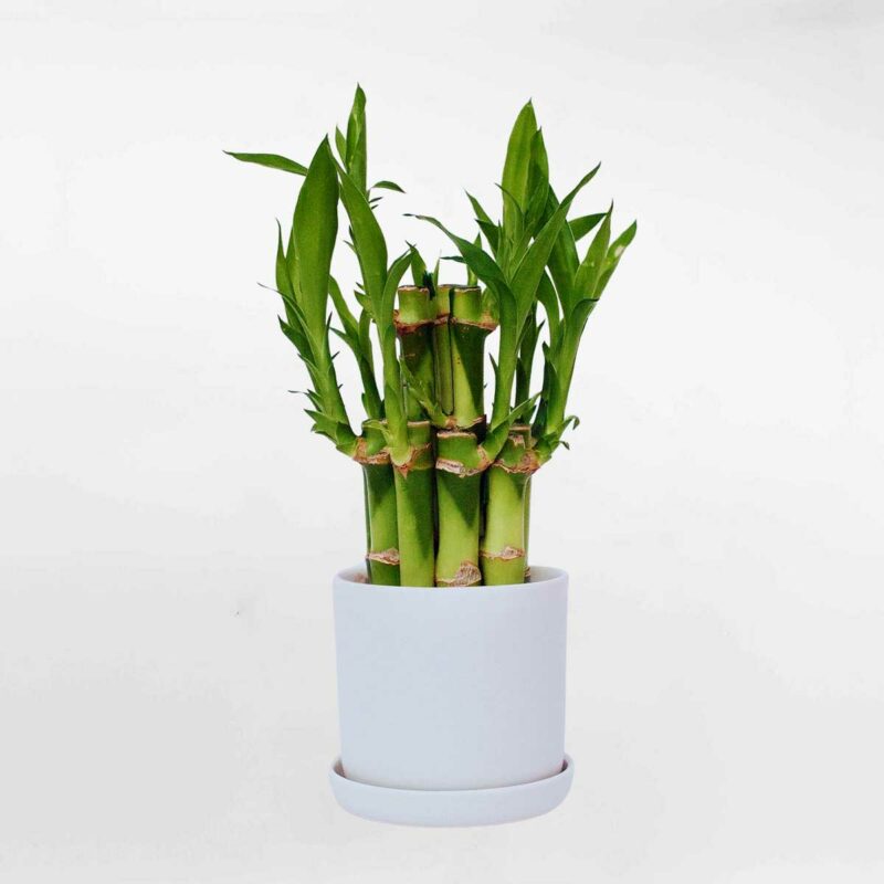 cay phat loc de ban 1