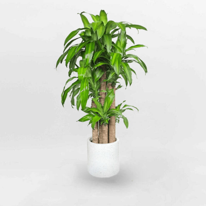 cay phat tai bo mowgarden 02