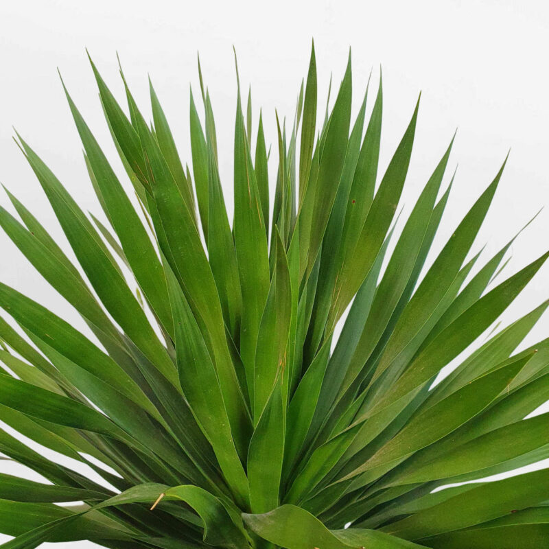 cay phat tai nui chau da mai wax 2