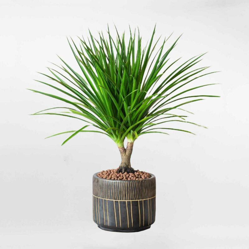 cay phat tai nui nho