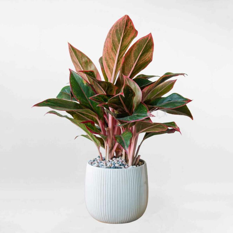 cay phu quy chau su AGLA001