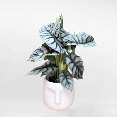 cay rong bac chau su trang mowgarden