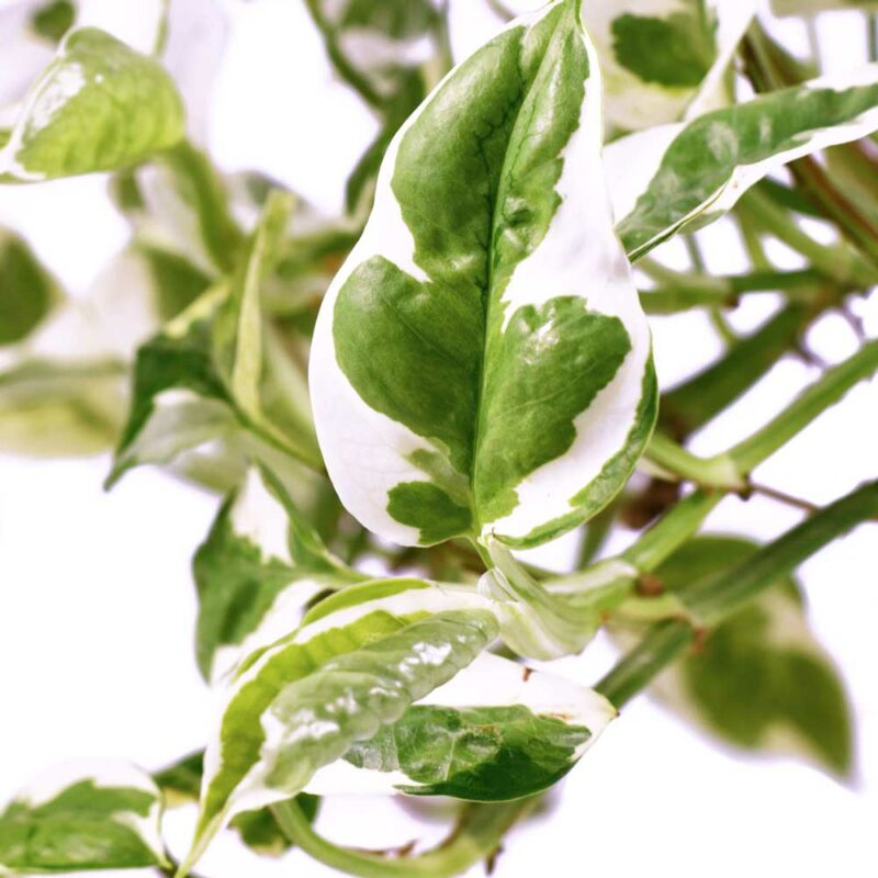 cay trau ba cam thach thuy sinh 4