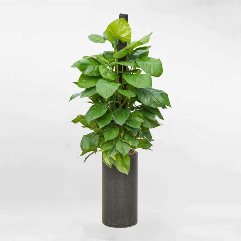 cay trau ba cot ctbc001a