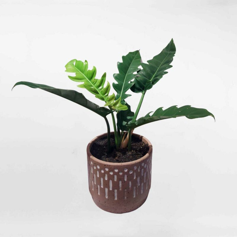 cay trau ba cung dan PHIL026