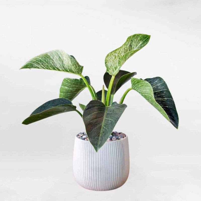 cay trau ba de vuong chau su phil001a