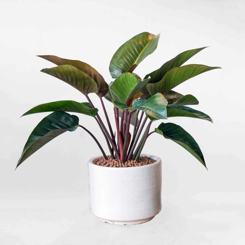 cay trau ba de vuong do PHIL003