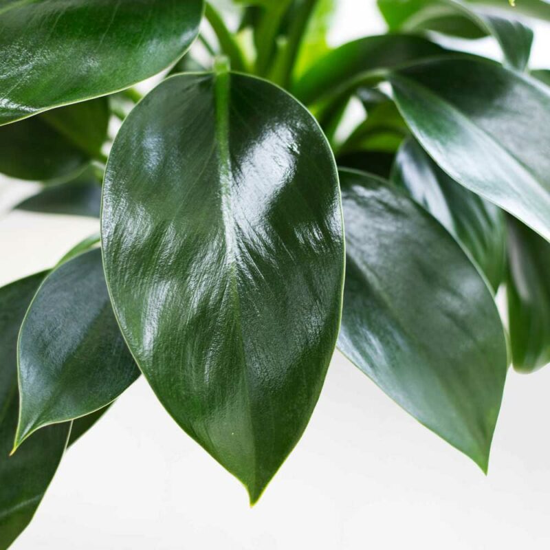 cay trau ba de vuong thuy sinh 1 2